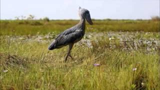 A day of Shoebill Stork / ハシビロコウの1日