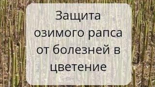 Новый препарат для защиты озимого рапса от болезней в цветение