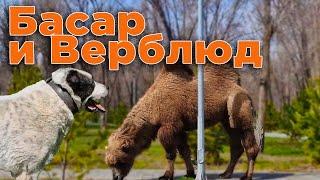 Басар и верблюды. Весенняя прогулка в парке.