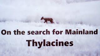 On the search for Mainland Thylacines