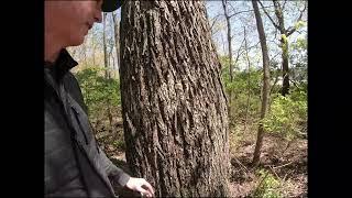 THE NATURALIST | Episode 30 | An Earth Day Walk Among Giants in Wright State's Woods