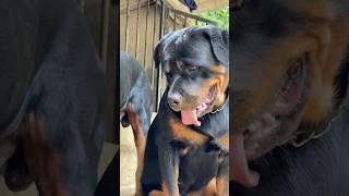 Cute  #puppy #rottweiler #asmr