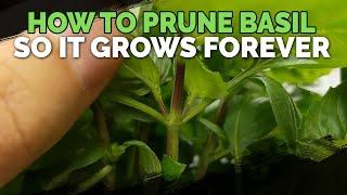 How to Prune Basil So It Grows Forever!