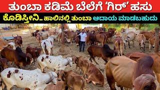 Desi gir cow farming in Karnataka | nati hasu sakanike Kannada | A2 milk dairy farm | Gyr Kankrej