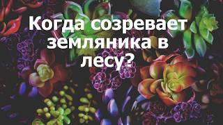 Когда созревает земляника в лесу?