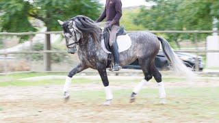 SOLD TO GERMANY ¡¡¡  SERENO - ANDALUSIAN HORSE FOR SALE - Good price