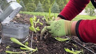 Winter Sowing Transplanting Results: Flowers, Natives, & Tea Garden