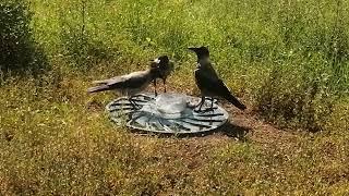 Поведение слетков, когда они видят большую добычу у отца Babies beg When they see dad with huge prey