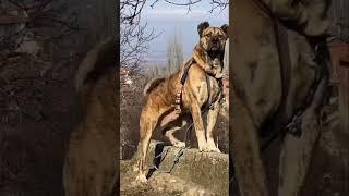 Amazing Volkodav Dog#shorts #dog