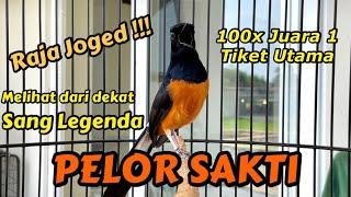 Melihat Dari Dekat Sang Legenda Murai Batu Pelor Sakti !!!