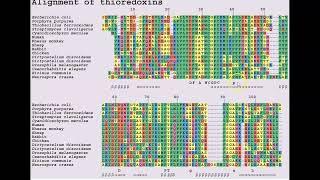 Interpreting Multiple Protein Sequence Alignments