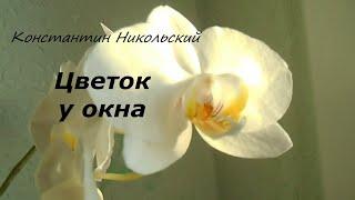 Константин Никольский "Цветок у окна..." Konstantin Nikolsky - Flower by the window...