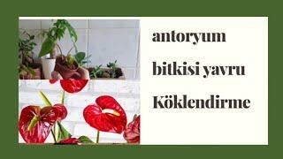 antoryum (flamingo çiçeği)  yavru filiz çimlendirme ve ekim