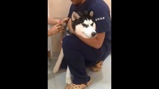 Husky got two injection/vaccine shot Howl~~