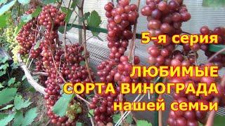 ч 5  ОБЗОР любимых СОРТОВ ВИНОГРАДА нашей семьи в ПОДМОСКОВЬЕ