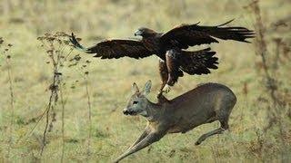 WATCH A GOLDEN EAGLE HUNTING FOR DEER