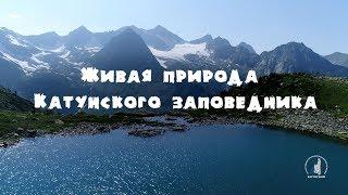 Живая природа Катунского заповедника