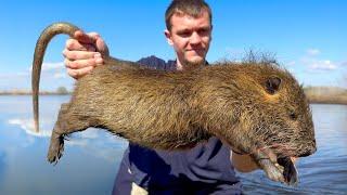These Giant Invasive Rats are Destroying Louisiana!