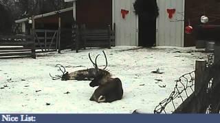 ReindeerCam Live Stream