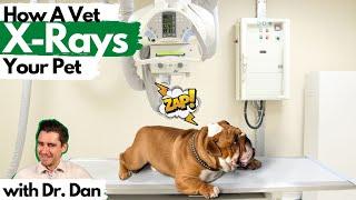 Veterinarian, Dr. Dan, Shows How X-Rays Are Taken on Pets