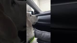 Cutest Golden Retriever Puppy ‘Bear’ meeting windscreen wipers for first time.