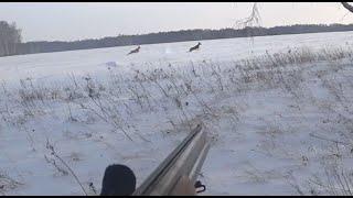 Охота на Сибирскую Косулю. Удача нам улыбнулась. Hunt for Siberian roe deer. Good luck smiled at us.