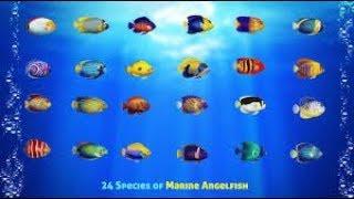 Best Large Angelfish for Saltwater Aquariums