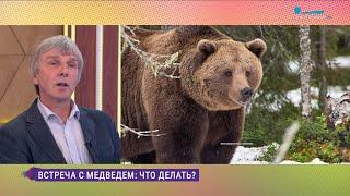 Почему медведи выходят к людям и что делать при встрече?