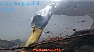 Very Hungry Wild Ducks Feeding- Underwater Gopro Footage | River Kensey Cornwall England!