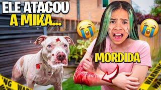 O PITBULL ALBINO CONHECEU A MIKAELLY e quase MORDEU  ELA!