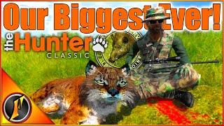 Loggers Point Strikes AGAIN! Our Biggest Bobcat EVER!!! | theHunter Classic