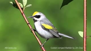 Golden-winged Warbler Song