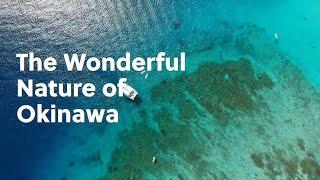 The Wonderful Nature of Okinawa