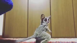 Bush Baby plays with a ball for the first time