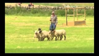 Michael Shearer & Roy - Day 1 - 2015 Scottish National Sheep Dog Trial