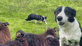 Fantastic Scottish herding dog