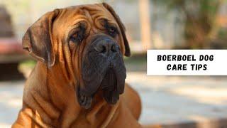 Everything You Need to Know About Boerboel Dog Care Tips