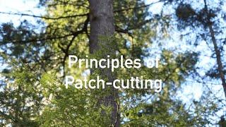 Principles of Patch Cutting