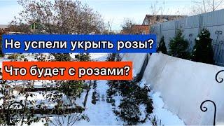 Не успели укрыть розы? Что будет с розами? Польза осенних заморозков для роз.