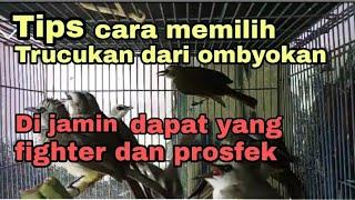 cara memilih trucukan dari ombyokan di jamin dapat yang prosfek dan fighter