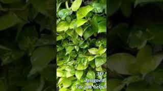 3Ft  3Ft  size   Ornamental Greenwall