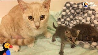 Cat Mom Nurses Orphaned Kittens  | The Dodo