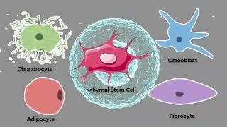 The Complete Guide to Connective Tissues