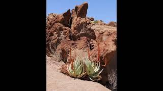 Vögel und Pflanzen der Granitlandschaft rundum des Tinkas Trockenfluss in der Wüste Namib / Namibia