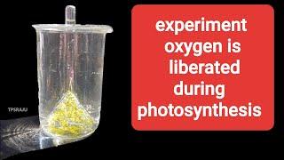 O2 is liberated during photosynthesis experiment