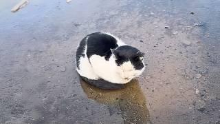 The sick stray cat crouches by the water, cooling himself to ease the pain, unseen in his suffering.