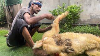 Amazing Sheep Skin Removing Technique in Pakistan||Best Way to Peel Sheep||How to Remove Goat Skin.