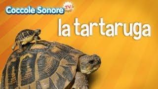 La tartaruga - Documentari per bambini di Coccole Sonore