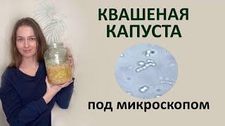 Соль и микрофлора. Есть ли микроорганизмы в солёной квашеной капусте ?