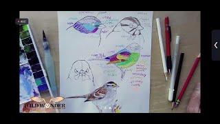 Learn to Draw Birds with John Muir Laws